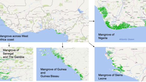 mangrovemapping.png